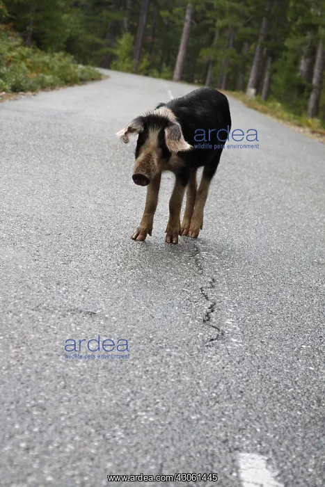 : Corsican pig on the road in the forest of Valdu Niellu : Corsican pig on the road in the forest of Valdu Niellu