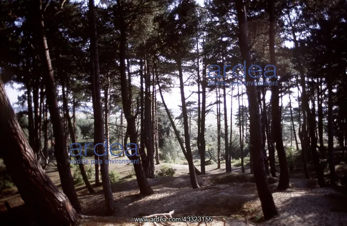 : CORSICAN PINES : CORSICAN PINES