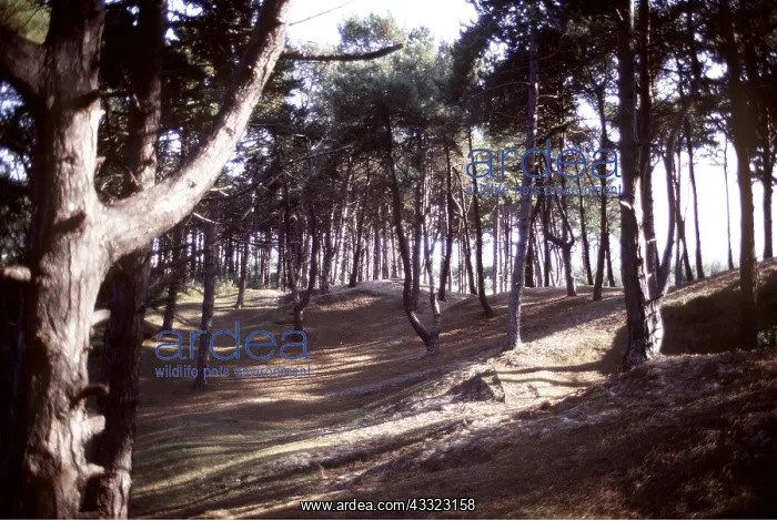 : CORSICAN PINES - mature : CORSICAN PINES - mature
