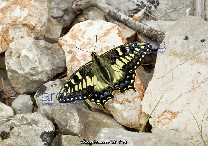 : Corsican Swallowtail Butterfly Sardinia, Italy : Corsican Swallowtail Butterfly Sardinia, Italy