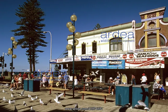: The Corso Manly, Sydney : The Corso Manly, Sydney