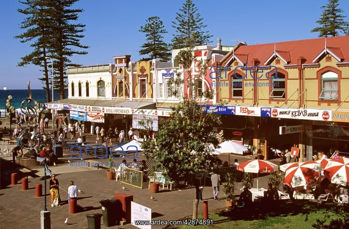 : The Corso Manly, Sydney : The Corso Manly, Sydney