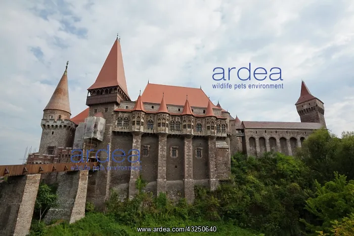 : Corvin's Castle (Corvinesti or Hunedorestilor) : Corvin's Castle (Corvinesti or Hunedorestilor)