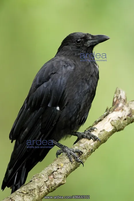 : Corvus corone corone : Corvus corone corone