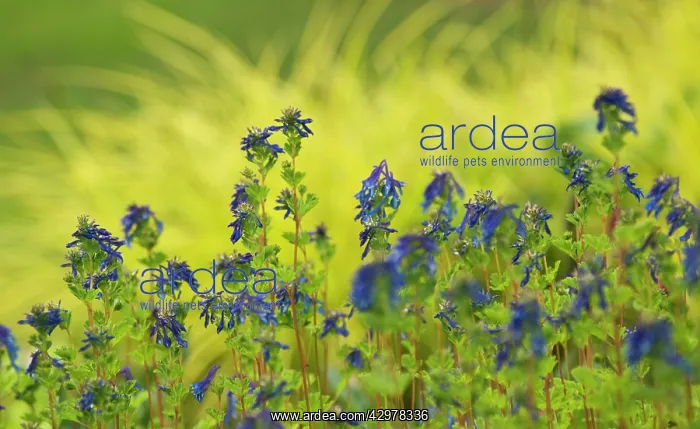 : Corydalis, Corydalis elata Blue Summit : Corydalis, Corydalis elata Blue Summit