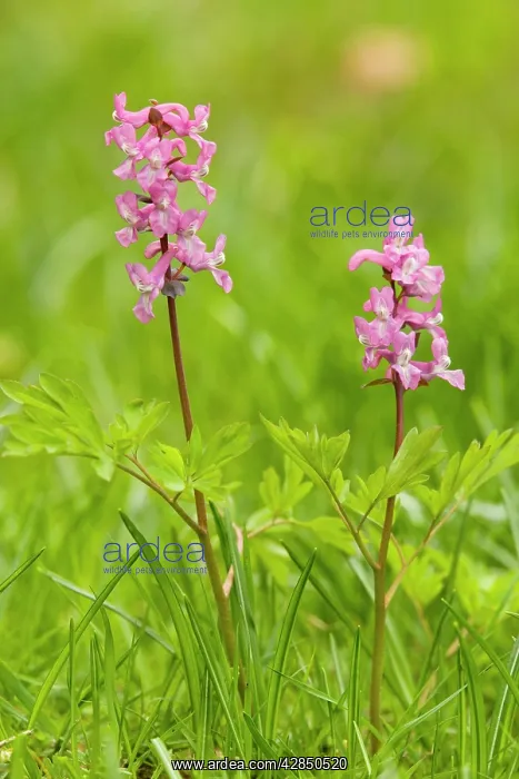 : A corydalis - in flower : A corydalis - in flower