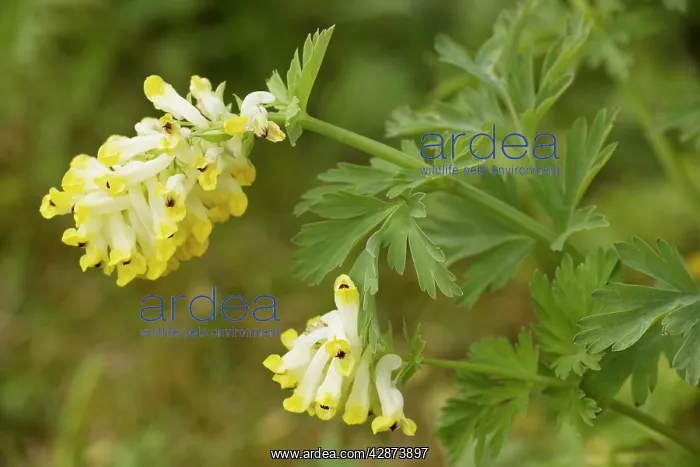 : Corydalis nobilis, an invasive weed, from Russia : Corydalis nobilis, an invasive weed, from Russia