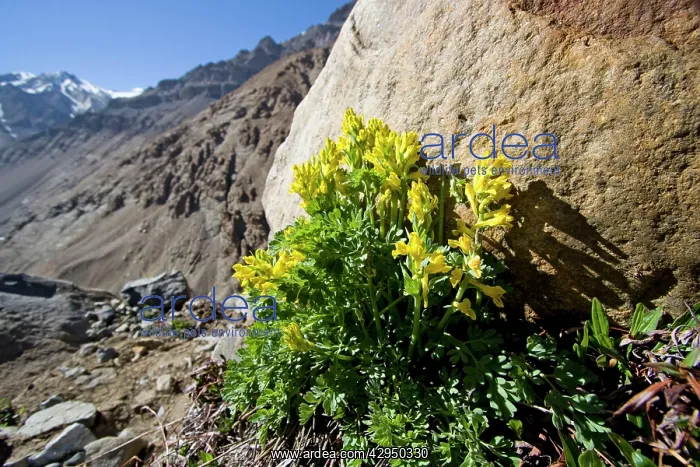 : Corydalis sp : Corydalis sp