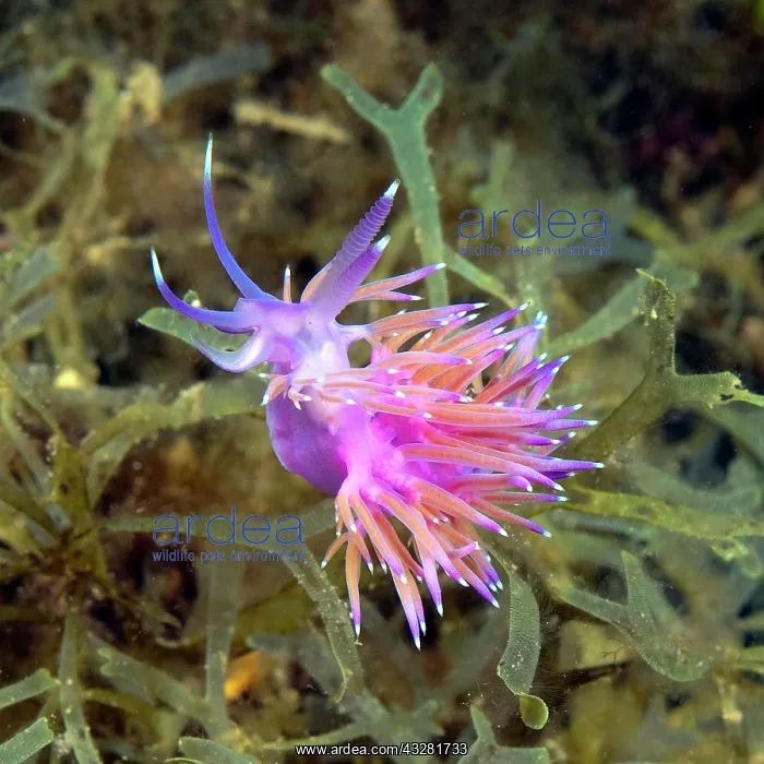 : Coryphella pedata, appendages with orange-red translucent : Coryphella pedata, appendages with orange-red translucent