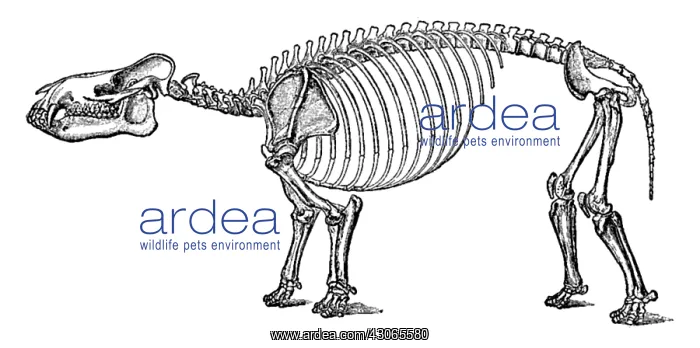 : Coryphodon, Cenozoic Mammal : Coryphodon, Cenozoic Mammal