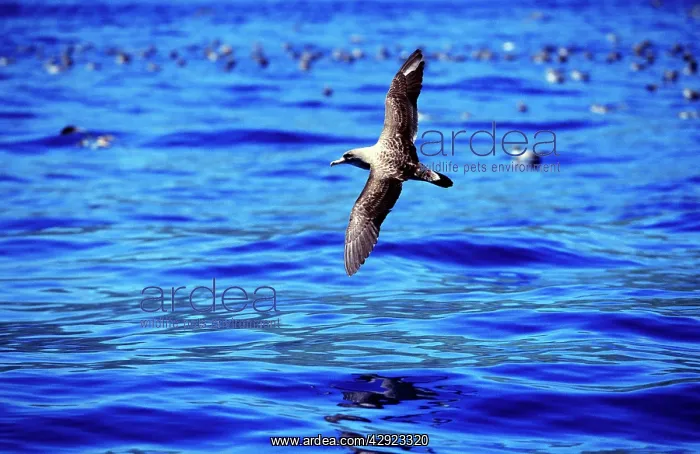 : Cory's Shearwater : Cory's Shearwater