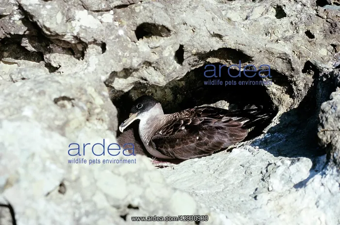  : CORY'S SHEARWATER