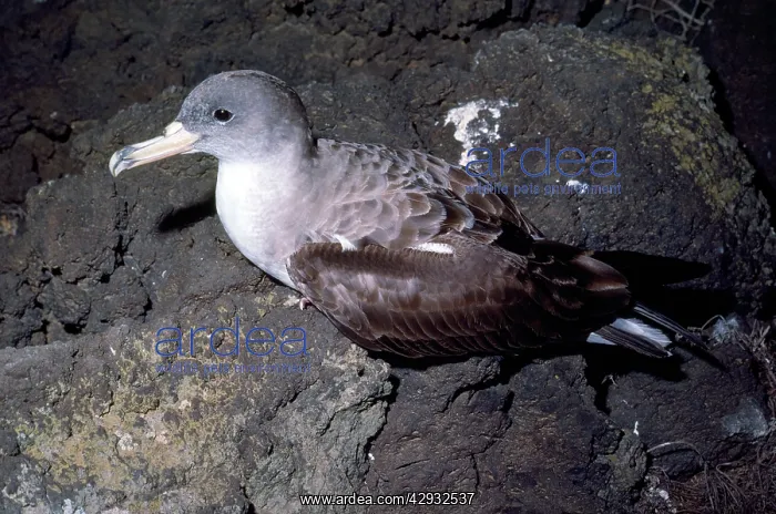 : Cory's Shearwater : Cory's Shearwater