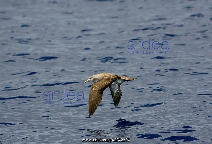: Cory's Shearwater : Cory's Shearwater