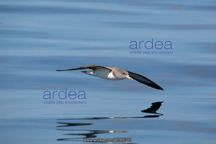 : Cory's Shearwater : Cory's Shearwater