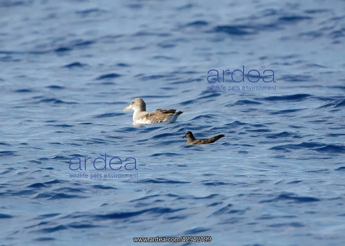: Cory's Shearwater and Bulwer's Petrel (Bulweria : Cory's Shearwater and Bulwer's Petrel (Bulweria