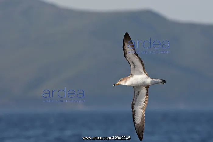 : Cory's Shearwater - in flight : Cory's Shearwater - in flight