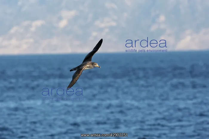 : Cory's Shearwater - in flight : Cory's Shearwater - in flight