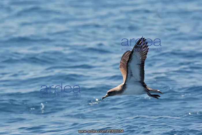 : Cory's Shearwater - in flight : Cory's Shearwater - in flight