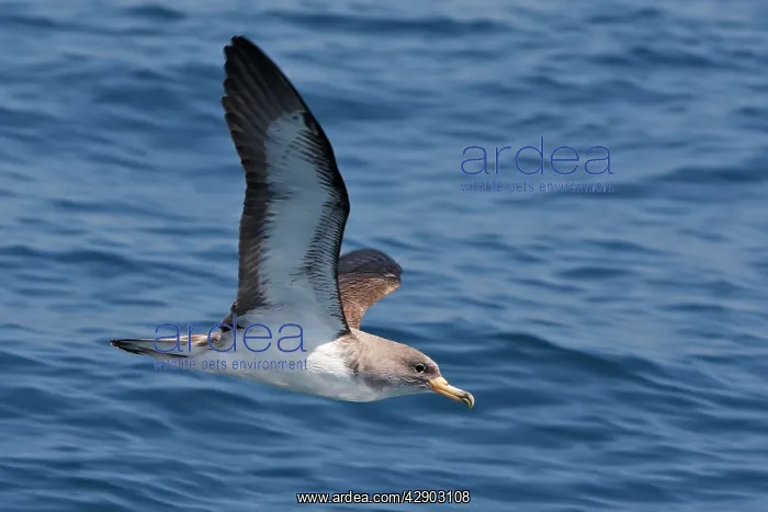 : Cory's Shearwater - in flight : Cory's Shearwater - in flight