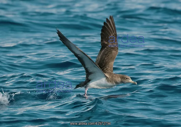 : Cory's Shearwater - in flight - running on the : Cory's Shearwater - in flight - running on the