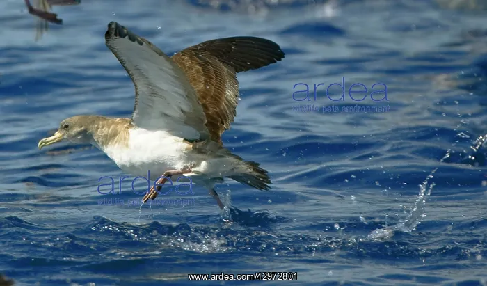 : Cory's Shearwater - in flight - running on the : Cory's Shearwater - in flight - running on the