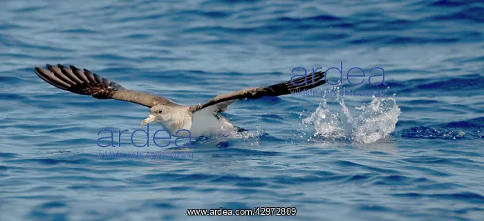 : Cory's Shearwater - in flight - running on the : Cory's Shearwater - in flight - running on the