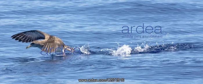 : Cory's Shearwater - in flight - running on the : Cory's Shearwater - in flight - running on the