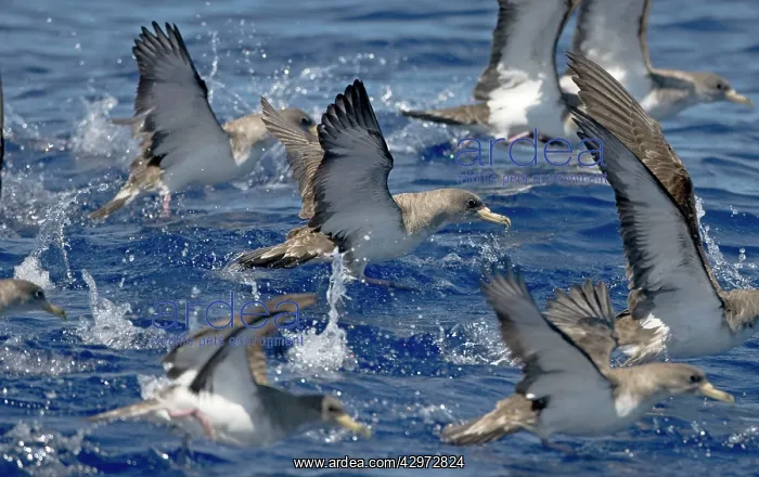 : Cory's Shearwater - in flight - running on the : Cory's Shearwater - in flight - running on the