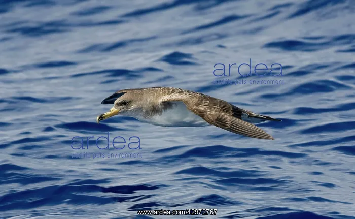 : Cory's Shearwater - in flight over the sea : Cory's Shearwater - in flight over the sea