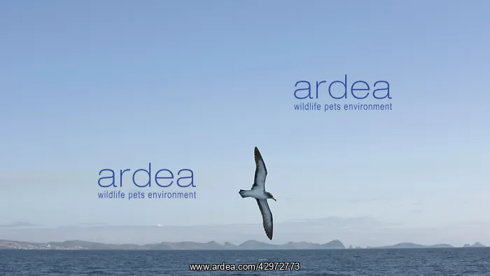 : Cory's Shearwater - in flight over the sea with : Cory's Shearwater - in flight over the sea with