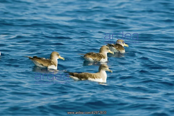 : Cory's Shearwater - four on the sea : Cory's Shearwater - four on the sea