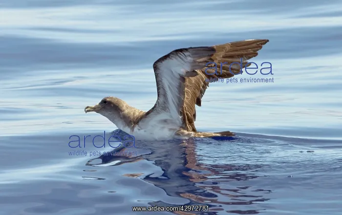 : Cory's Shearwater - on the sea with wings raised : Cory's Shearwater - on the sea with wings raised