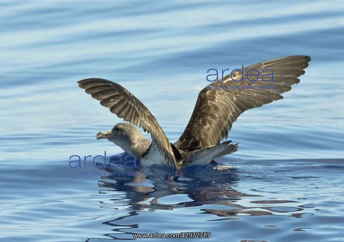 : Cory's Shearwater - on the sea with wings raised : Cory's Shearwater - on the sea with wings raised
