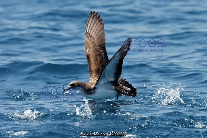 : Cory's Shearwater - taking off : Cory's Shearwater - taking off