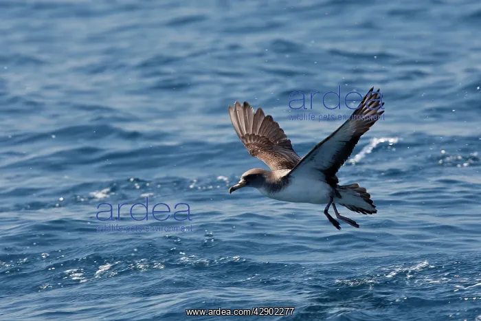 : Cory's Shearwater - taking off : Cory's Shearwater - taking off