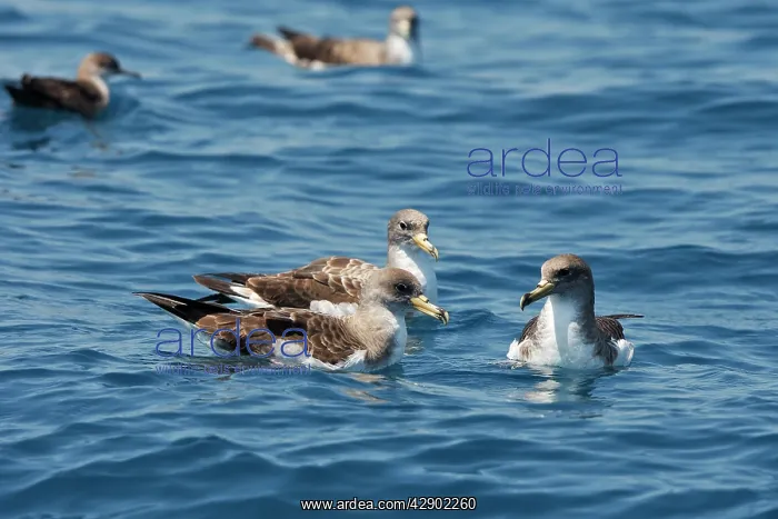 : Cory's Shearwaters : Cory's Shearwaters
