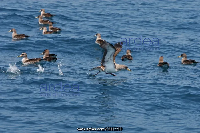 : Cory's Shearwaters : Cory's Shearwaters