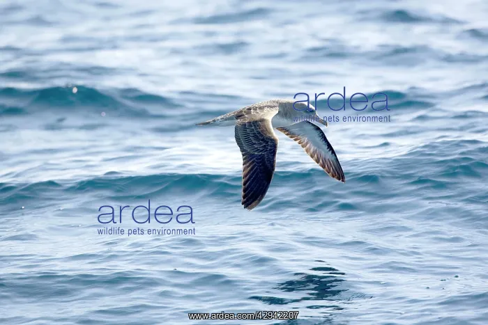 : Cory's Shearwaters : Cory's Shearwaters