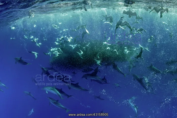 : Cory's shearwaters, Calonectris borealis or the : Cory's shearwaters, Calonectris borealis or the