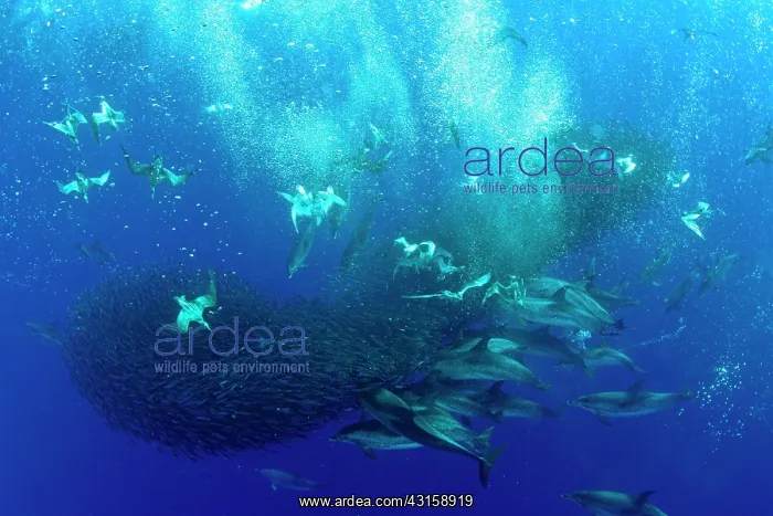 : Cory's shearwaters, Calonectris borealis or the : Cory's shearwaters, Calonectris borealis or the