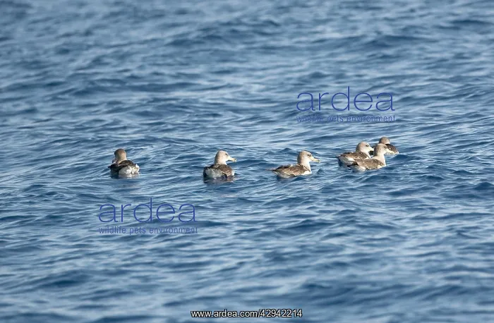 : Corys Shearwaters on sea : Corys Shearwaters on sea
