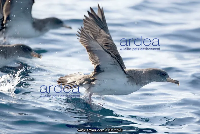 : Cory's Shearwaters taking off : Cory's Shearwaters taking off