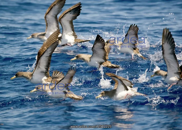 : Cory's Shearwaters taking off : Cory's Shearwaters taking off