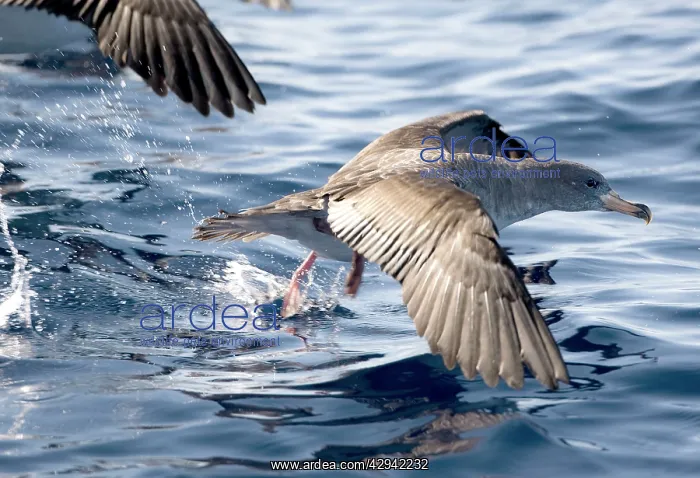 : Cory's Shearwaters taking off : Cory's Shearwaters taking off