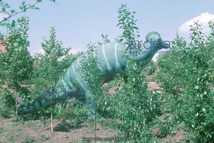 : Corythosaurus : Corythosaurus