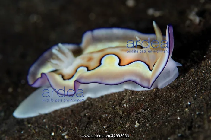 : Co's Chromodoris Nudibranch - Dropoff dive site : Co's Chromodoris Nudibranch - Dropoff dive site