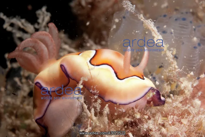  : Co's Chromodoris Nudibranch near food (sea squirts)