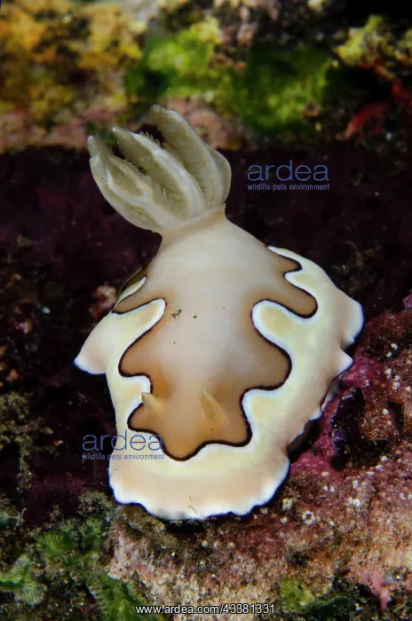 : Co's Nudibranch - Coral Garden dive site, Tulamben : Co's Nudibranch - Coral Garden dive site, Tulamben