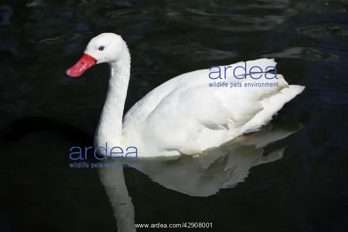 : Coscorba Swan - swimming on lake : Coscorba Swan - swimming on lake